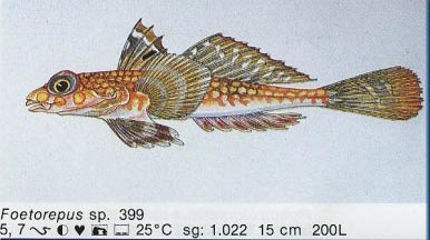 Foetorepus sp